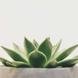 Suculenta (1)