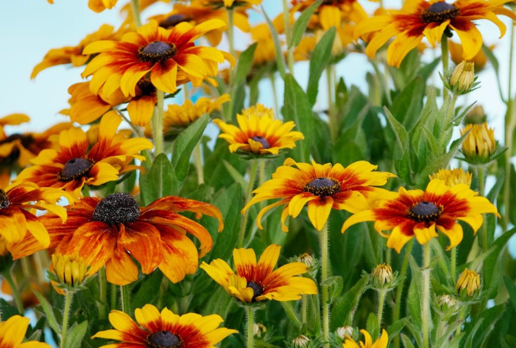 Rudbeckia