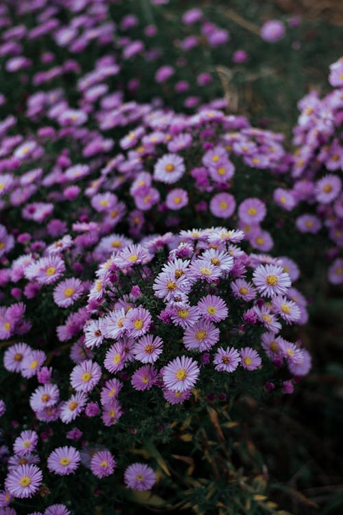 Aster