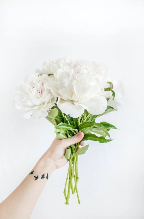 Camelias 1
