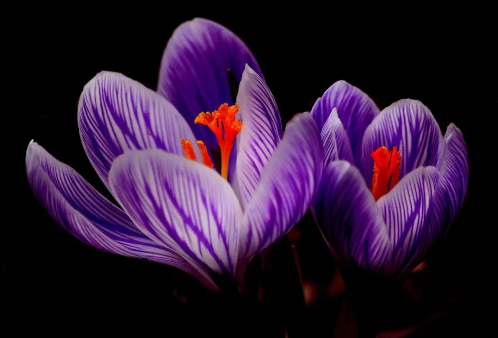 Crocus Bloom Spring Close 37866