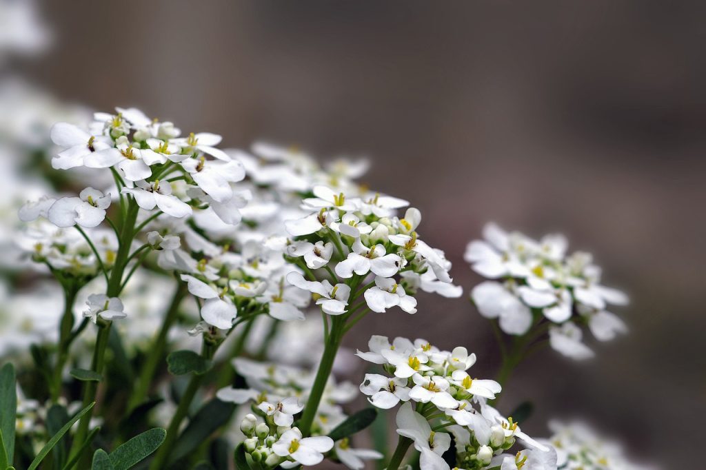 Flor De Mel