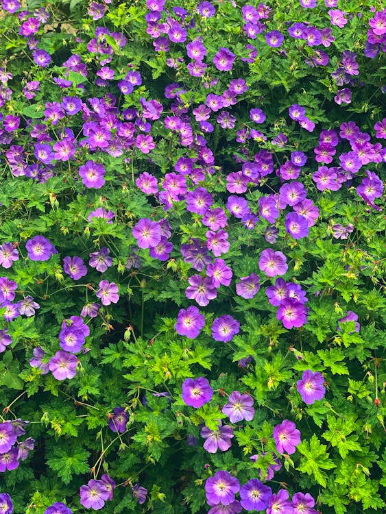 Geranium
