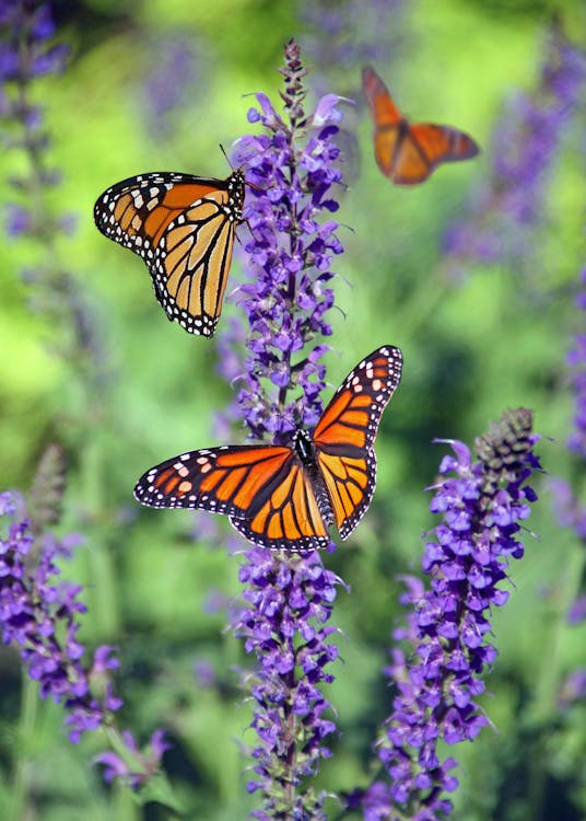 Lavanda 1