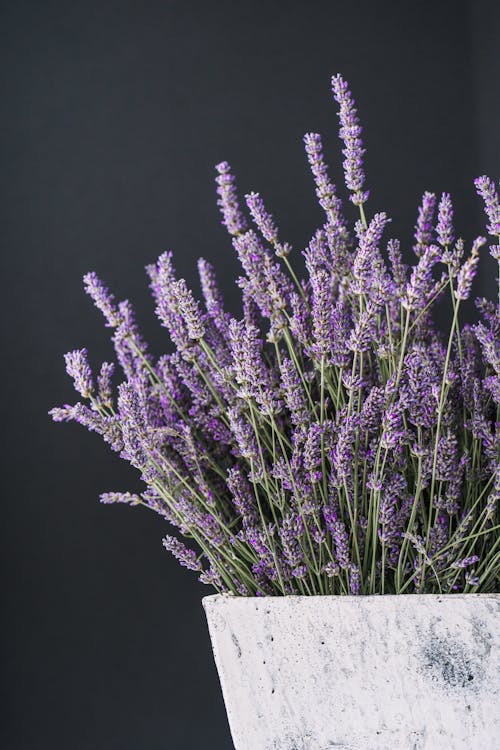Lavanda