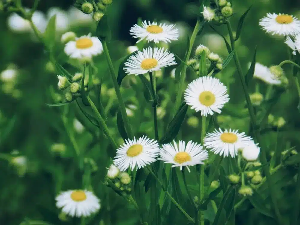 Margaridas Bonitas
