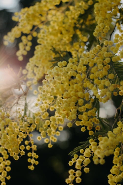Mimosa