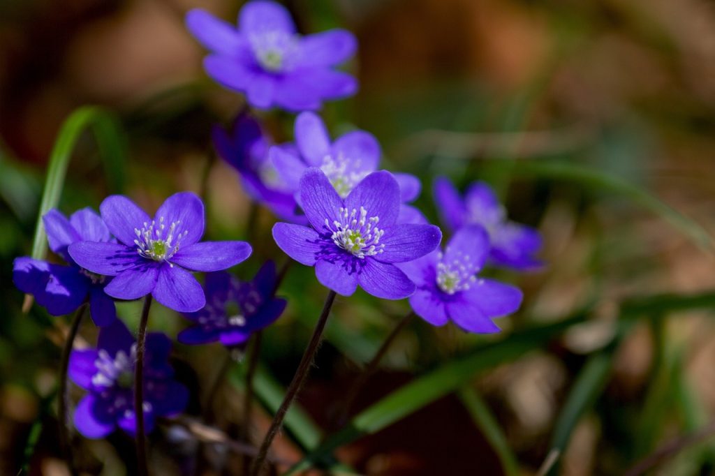 Violeta