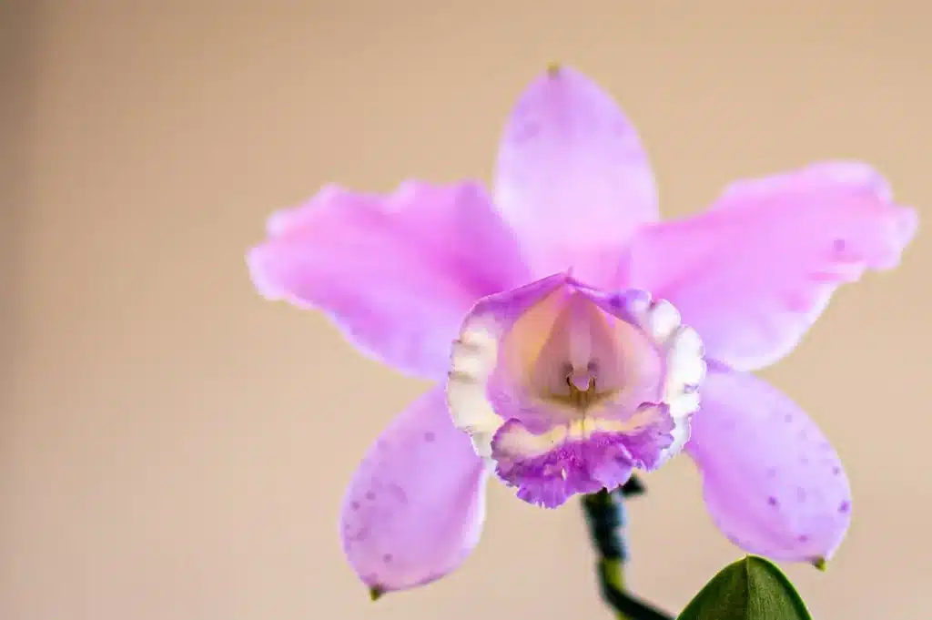 Cattleya