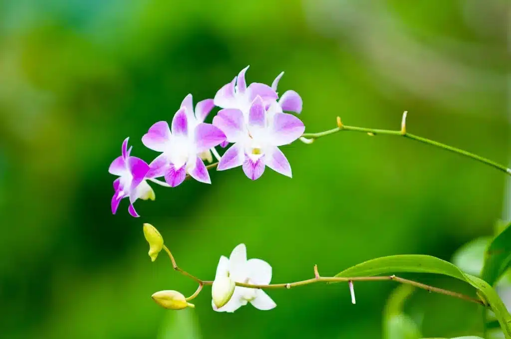 Dendrobium