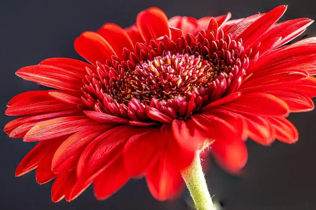 Gerbera Jamesonii
