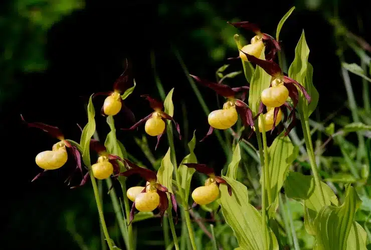 Ladys Slipper Orchid Cypripedium Calceolus