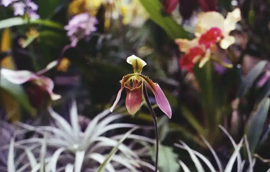 Rothschilds Slipper Orchid