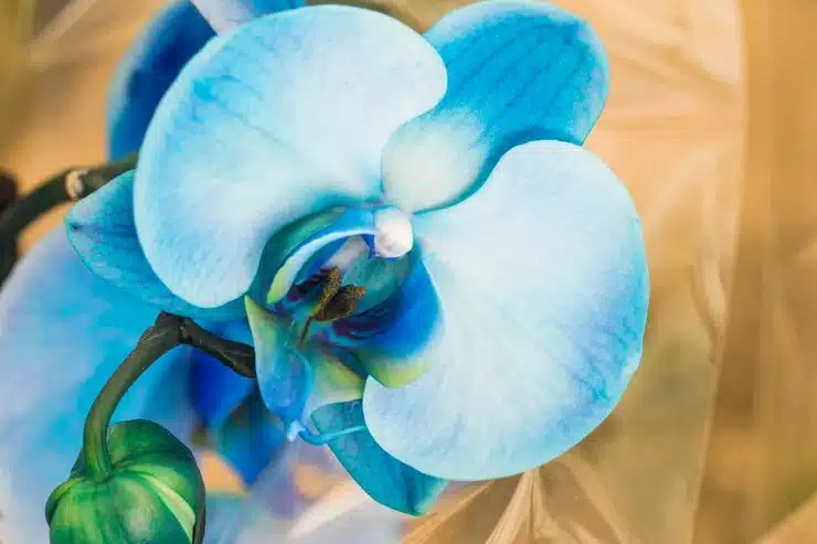 Bela Orquidea Azul