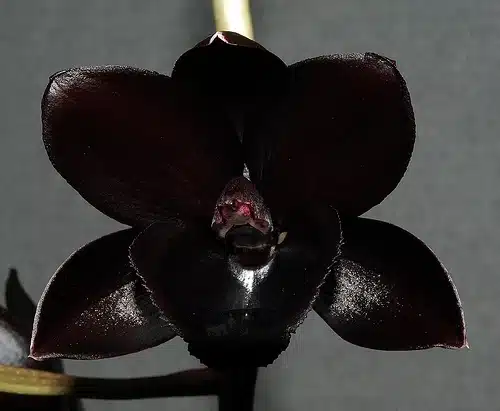 Black Pearl Orchid