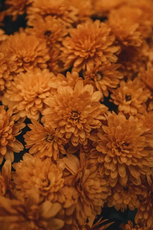 Crisantemos Cor De Laranja