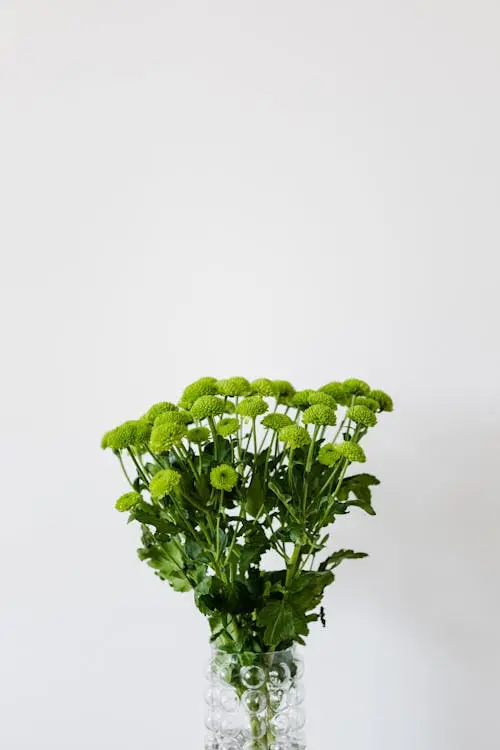 Crisantemos Verdes