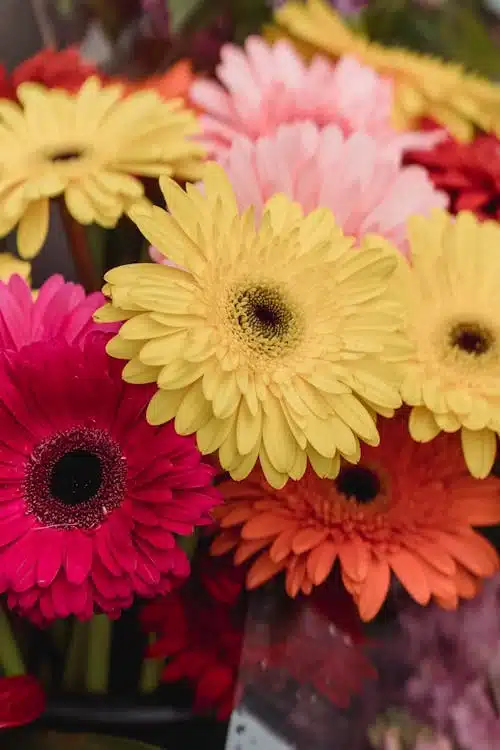 Gerberas Coloridas