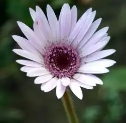 Gerbervirid