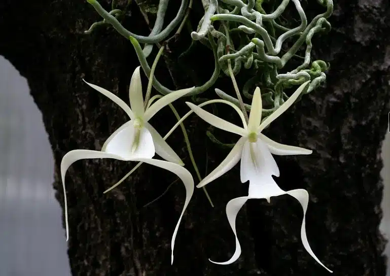 Ghost Orquich