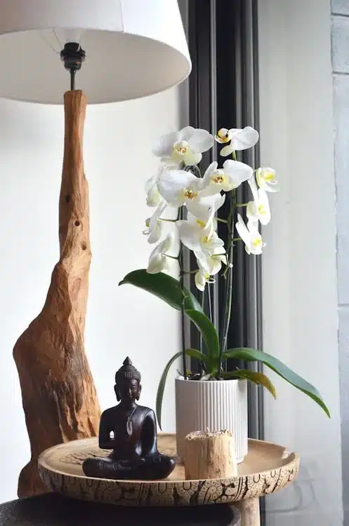 Luminosidade Orquideas