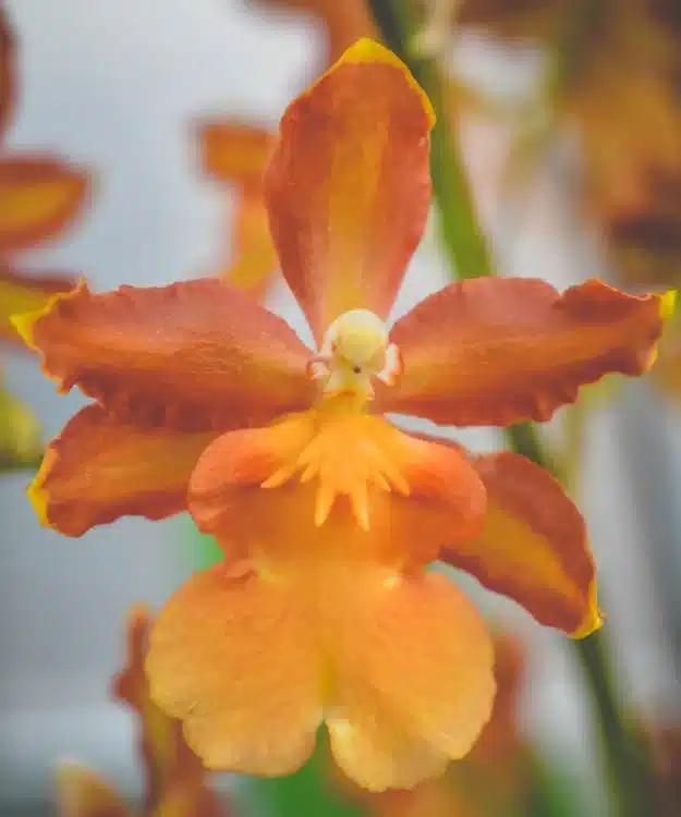 Orquidea Cor De Laranja