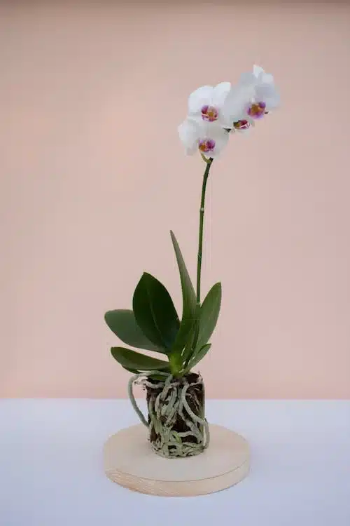 Orquidea Raizes