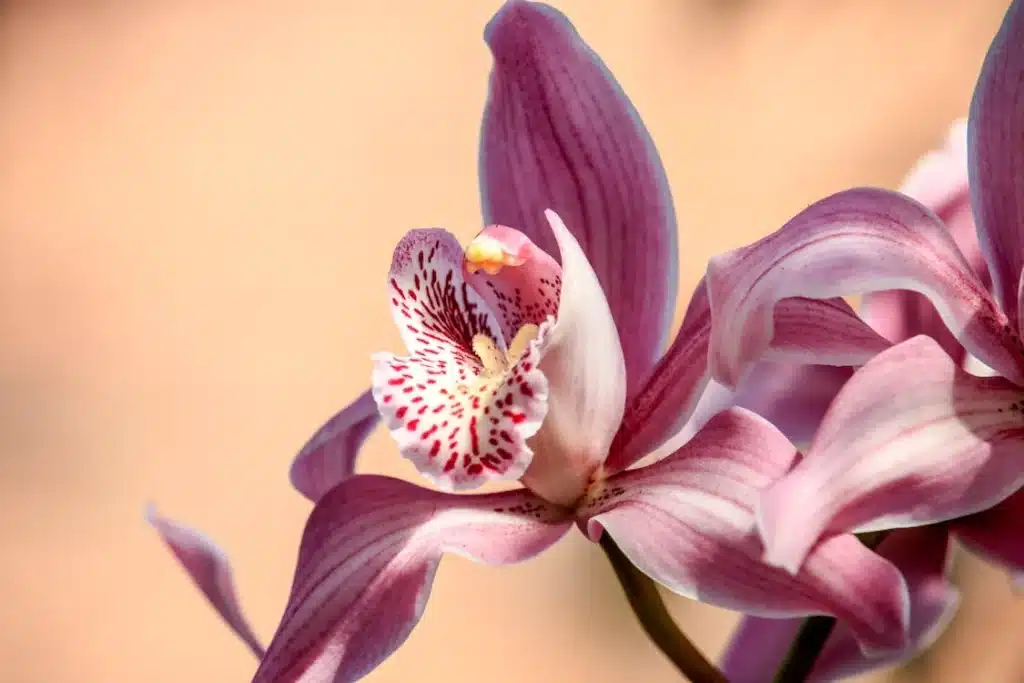 Orquideas