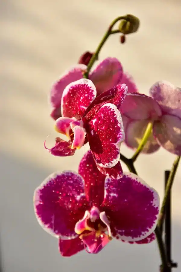 Orquideas Humidade