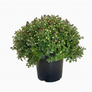 Crisantemos Bordeaux Verde