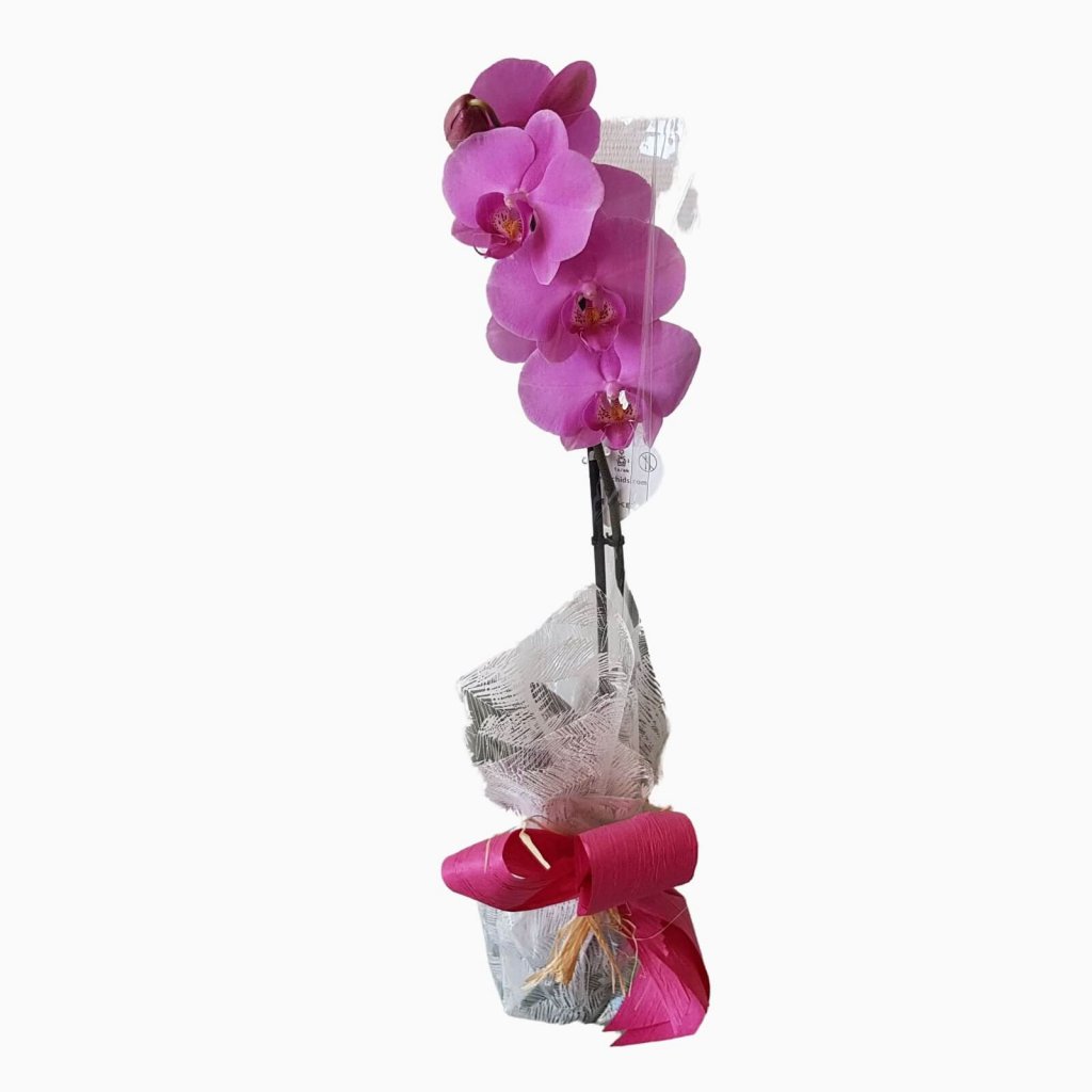 Orquídea Roxa