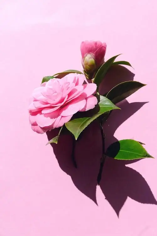 Camelia