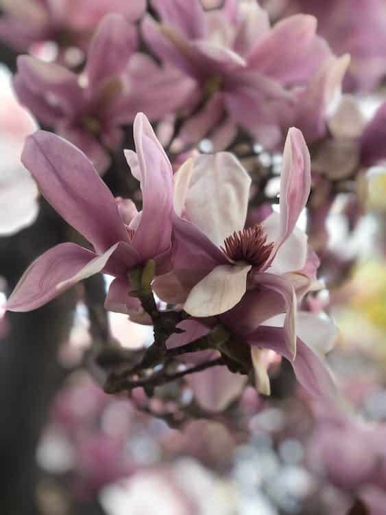 Magnolia 1