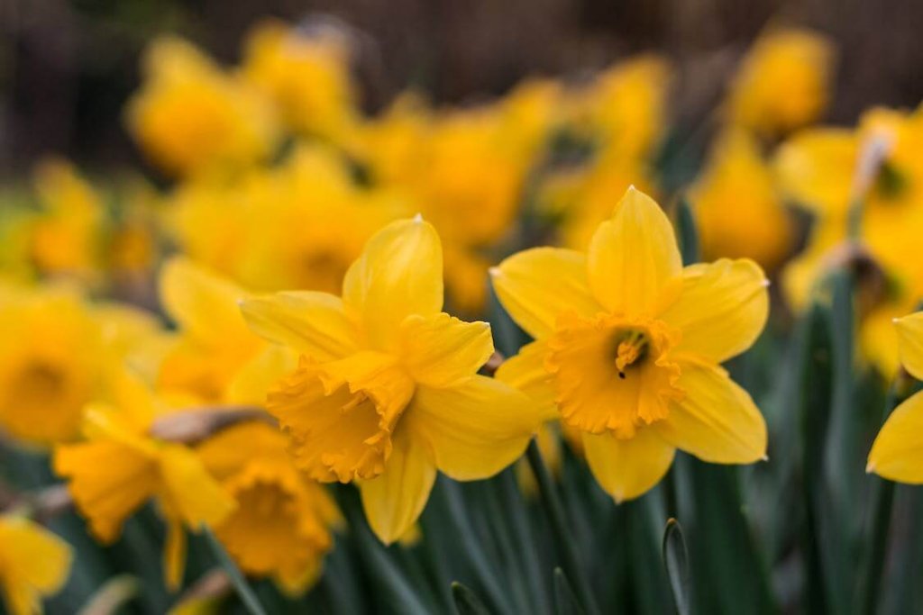 Narcisos