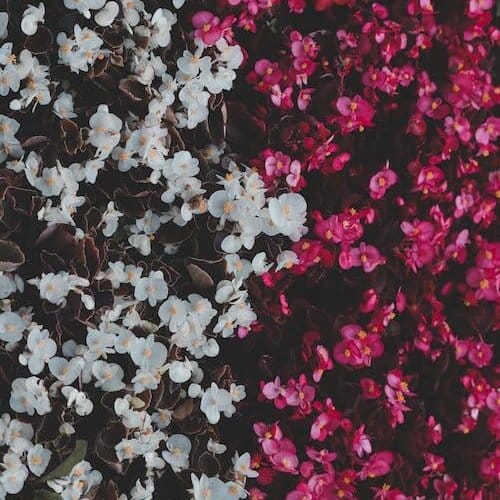 Begonia