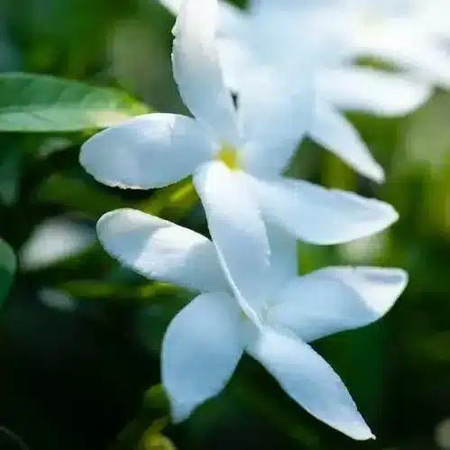 Jasmin 1