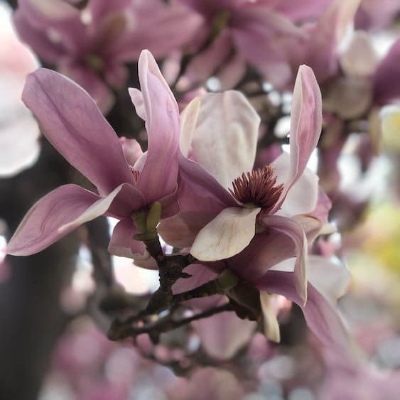 Magnolia 1
