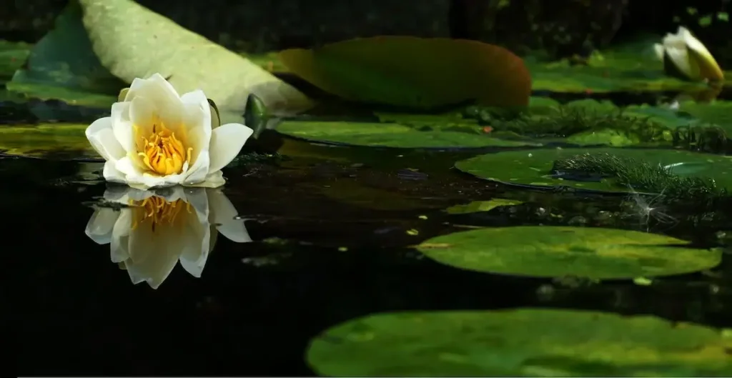 Nenufar