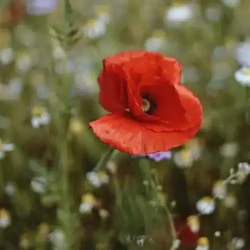 Papoila