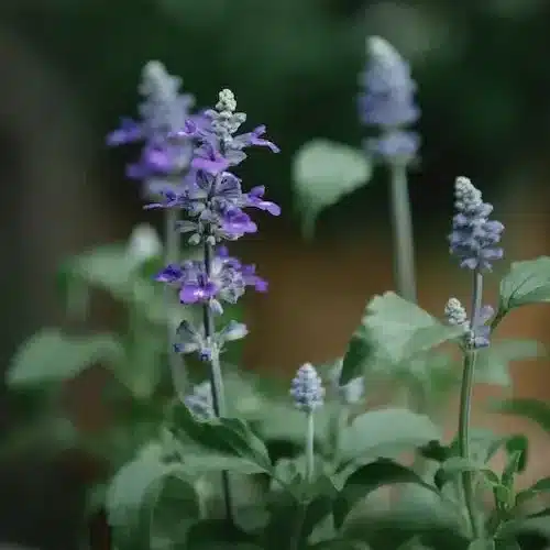 Salvia