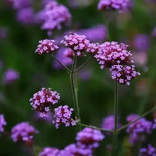 Verbena