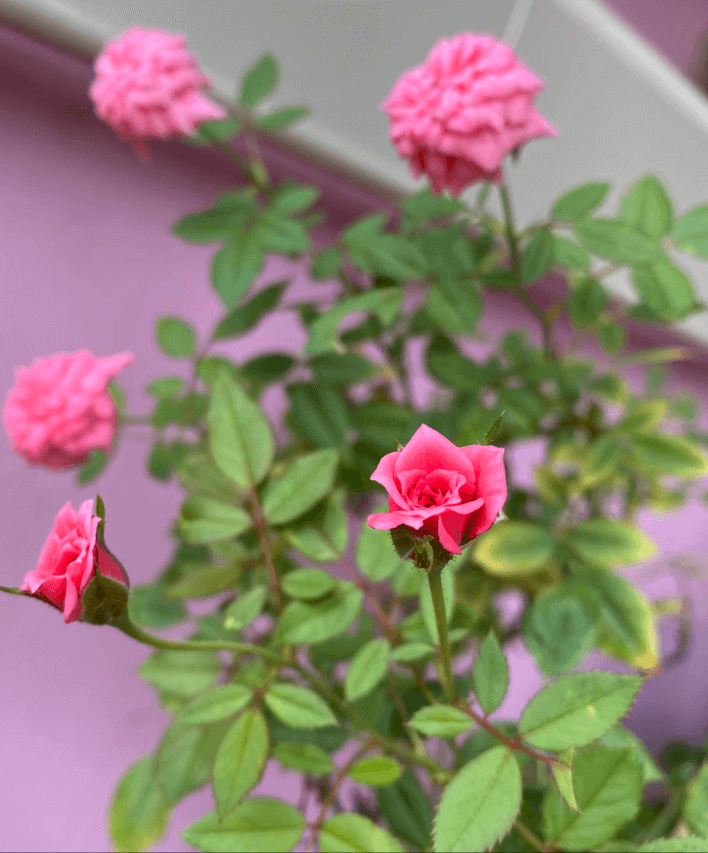 Rosa Miniatura 1 1