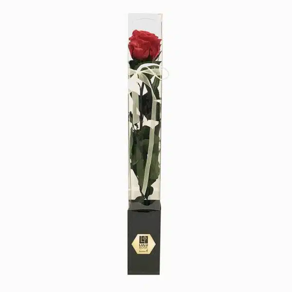 Rosa Preservada Do Equador
