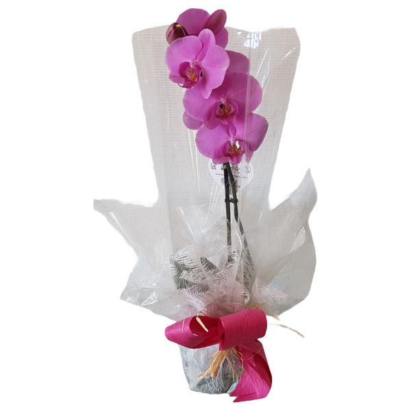 Orquídea Para Oferta