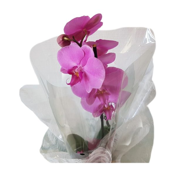 Orquídea Prenda