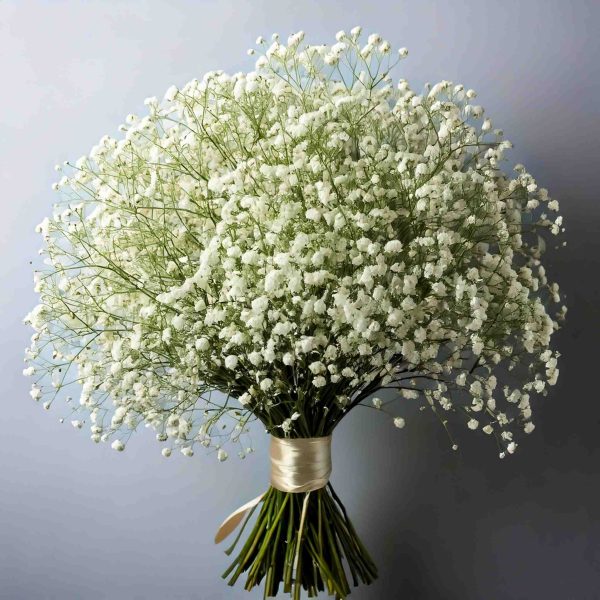 Ramo De Gypsophila Ou Vivaz