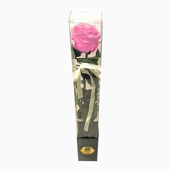 Rosa Cor De Rosa Preservada